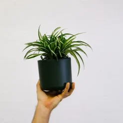 Plant in a Box Graslelie - Chlorophytum comosum 'Atlantic' - Hoogte 25-40cm - ⌀12cm Online