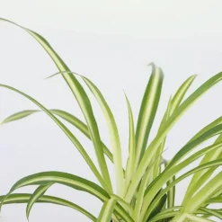 Plant in a Box Graslelie - Chlorophytum comosum 'Atlantic' - Hoogte 25-40cm - ⌀12cm Online