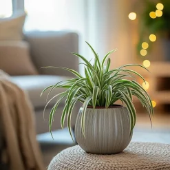 Plant in a Box Graslelie - Chlorophytum comosum 'Atlantic' - Hoogte 25-40cm - ⌀12cm Online