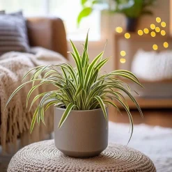 Plant in a Box Graslelie - Chlorophytum comosum 'Atlantic' - Hoogte 25-40cm - ⌀12cm Online