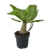 Plant in a Box Hawaiipalm - Brighamia insignis - Hoogte 25-35cm - Pot 12cm Discount
