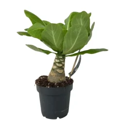 Plant in a Box Hawaiipalm - Brighamia insignis - Hoogte 25-35cm - Pot 12cm Discount