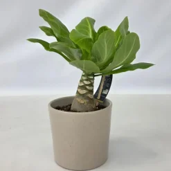 Plant in a Box Hawaiipalm - Brighamia insignis - Hoogte 25-35cm - Pot 12cm Discount