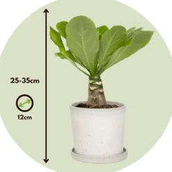 Plant in a Box Hawaiipalm - Brighamia insignis - Hoogte 25-35cm - Pot 12cm Discount