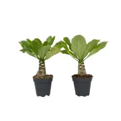 Plant in a Box Hawaiipalm - Set van 2 - Brighamia 'Insignis' - Hoogte 25-35cm - ⌀12cm Online
