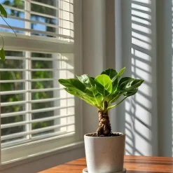 Plant in a Box Hawaiipalm - Set van 2 - Brighamia 'Insignis' - Hoogte 25-35cm - ⌀12cm Online