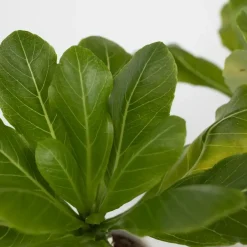 Plant in a Box Hawaiipalm - Set van 2 - Brighamia 'Insignis' - Hoogte 25-35cm - ⌀12cm Online