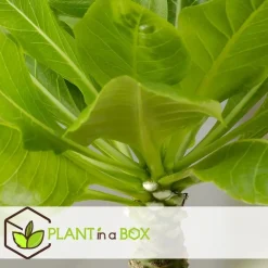 Plant in a Box Hawaiipalm - Set van 2 - Brighamia 'Insignis' - Hoogte 25-35cm - ⌀12cm Online