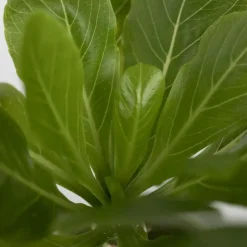 Plant in a Box Hawaiipalm - Set van 2 - Brighamia 'Insignis' - Hoogte 25-35cm - ⌀12cm Online