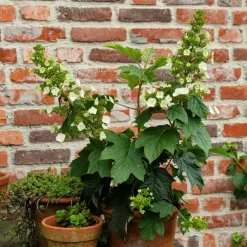 Plant in a Box Hortensia - Hydrangea quercifolia 'Toy Soldier' - Hoogte 25-40cm - ⌀19cm Sale