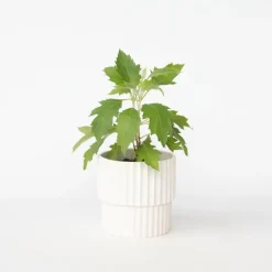 Plant in a Box Hortensia - Hydrangea quercifolia 'Ice Crystal' - Hoogte 25-40cm - ⌀19cm New