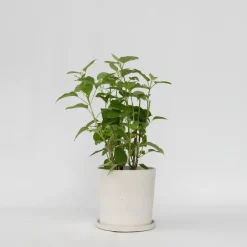 Plant in a Box Hortensia - Hydrangea 'Strong Annabelle' - Hoogte 30-40cm - ⌀19cm Clearance