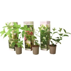 Plant in a Box Hortensia - Set van 3 - Hortensia paniculata - Hoogte 25-35cm - ⌀9cm Online