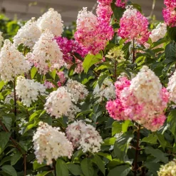 Plant in a Box Hortensia - Set van 3 - Hortensia paniculata - Hoogte 25-35cm - ⌀9cm Online