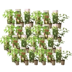 Plant in a Box Hortensia - Set van 24 - Hortensia paniculata - Hoogte 25-35cm - ⌀9cm New