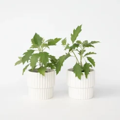 Plant in a Box Hortensia - Set van 2 - Hydrangea 'Ice Crystal' - Hoogte 25-40cm - ⌀19cm Sale