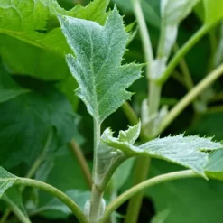 Plant in a Box Hortensia - Set van 2 - Hydrangea 'Ice Crystal' - Hoogte 25-40cm - ⌀19cm Sale