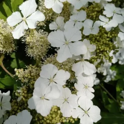 Plant in a Box Hortensia - Set van 2 - Hydrangea 'Ice Crystal' - Hoogte 25-40cm - ⌀19cm Sale