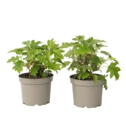 Plant in a Box Hortensia - Set van 2 - Hydrangea 'Toy Soldier' - Hoogte 25-40cm - ⌀19cm Discount
