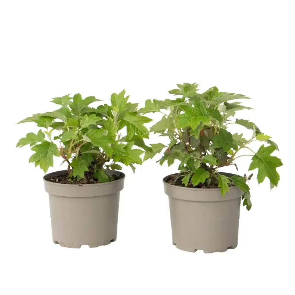 Plant in a Box Hortensia - Set van 2 - Hydrangea 'Toy Soldier' - Hoogte 25-40cm - ⌀19cm Discount