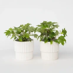 Plant in a Box Hortensia - Set van 2 - Hydrangea 'Toy Soldier' - Hoogte 25-40cm - ⌀19cm Discount