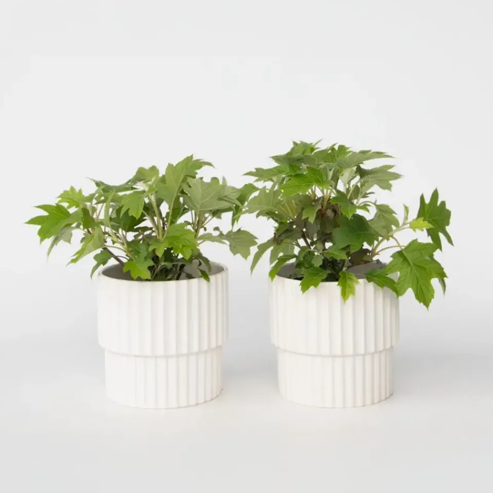 Plant in a Box Hortensia - Set van 2 - Hydrangea 'Toy Soldier' - Hoogte 25-40cm - ⌀19cm Discount