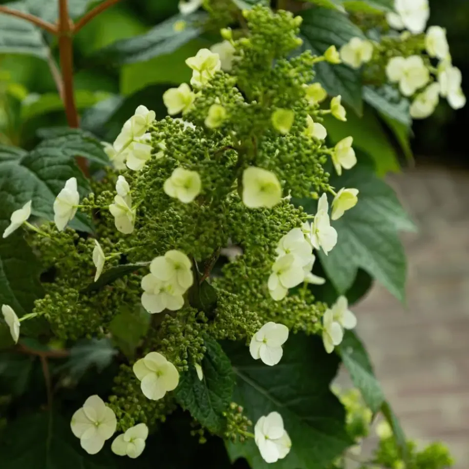 Plant in a Box Hortensia - Set van 2 - Hydrangea 'Toy Soldier' - Hoogte 25-40cm - ⌀19cm Discount