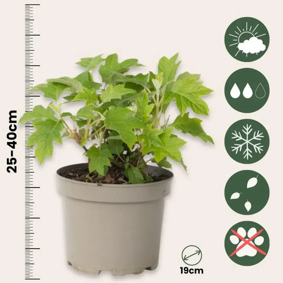 Plant in a Box Hortensia - Set van 2 - Hydrangea 'Toy Soldier' - Hoogte 25-40cm - ⌀19cm Discount