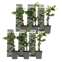 Plant in a Box Hortensia - Set van 6 - Hydrangea anomale petiolaris - Hoogte 25-40cm - ⌀9cm Outlet