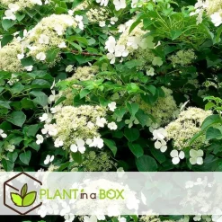 Plant in a Box Hortensia - Set van 6 - Hydrangea anomale petiolaris - Hoogte 25-40cm - ⌀9cm Outlet