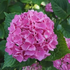 Plant in a Box Hortensia - Set van 3 - Hydrangea macrophylla - Hoogte 25-40cm - ⌀9cm Clearance