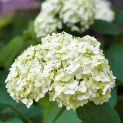 Plant in a Box Hortensia - Set van 3 - Hydrangea macrophylla - Hoogte 25-40cm - ⌀9cm Clearance