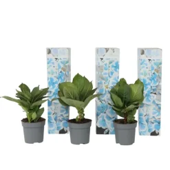 Plant in a Box Hortensia - Set van 3 - Hydrangea macrophylla 'Bavaria' - Hoogte 25-40cm - ⌀9cm Sale