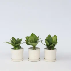 Plant in a Box Hortensia - Set van 3 - Hydrangea macrophylla 'Bavaria' - Hoogte 25-40cm - ⌀9cm Sale