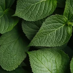 Plant in a Box Hortensia - Set van 3 - Hydrangea macrophylla 'Bavaria' - Hoogte 25-40cm - ⌀9cm Sale