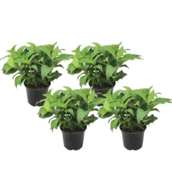 Plant in a Box Hortensia - Set van 4 - Hydrangea serrata 'Summerglow' - Hoogte 25-40cm - ⌀19cm Best