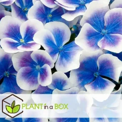 Plant in a Box Hortensia - Set van 6 - Hydrangea macrophylla 'Bavaria' - Hoogte 25-40cm - ⌀9cm