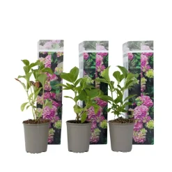 Plant in a Box Hortensia - Set van 3 - Hydrangea 'Early Pink' - Hoogte 25-40cm - ⌀9cm Clearance