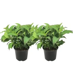 Plant in a Box Hortensia - Set van 2 - Hydrangea serrata 'Summerglow' - Hoogte 25-40cm - ⌀19cm Hot