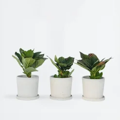 Plant in a Box Hortensia - Set van 6 - Hydrangea 'Benxi' - Hoogte 25-40cm - ⌀9cm Hot