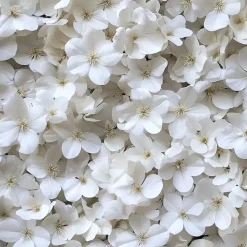 Plant in a Box Hortensia - Set van 6 - Hydrangea 'Benxi' - Hoogte 25-40cm - ⌀9cm Hot