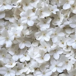 Plant in a Box Hortensia - Set van 6 - Hydrangea 'Benxi' - Hoogte 25-40cm - ⌀9cm Hot