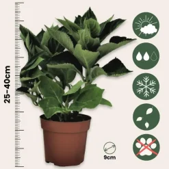 Plant in a Box Hortensia - Set van 6 - Hydrangea 'Benxi' - Hoogte 25-40cm - ⌀9cm Hot