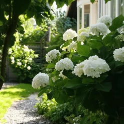 Plant in a Box Hortensia - Set van 6 - Hydrangea 'Benxi' - Hoogte 25-40cm - ⌀9cm Hot