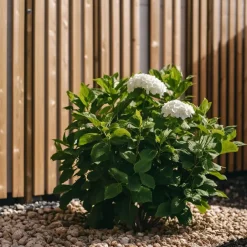 Plant in a Box Hortensia - Set van 6 - Hydrangea 'Benxi' - Hoogte 25-40cm - ⌀9cm Hot