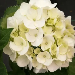 Plant in a Box Hortensia - Set van 6 - Hydrangea 'Benxi' - Hoogte 25-40cm - ⌀9cm Hot