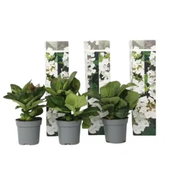 Plant in a Box Hortensia - Set van 3 - Hydrangea 'Benxi' - Hoogte 25-40cm - ⌀9cm Online