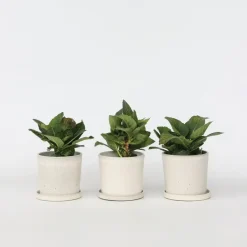 Plant in a Box Hortensia - Set van 3 - Hydrangea 'Benxi' - Hoogte 25-40cm - ⌀9cm Online