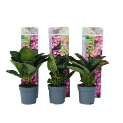 Plant in a Box Hortensia - Set van 6 - Hydrangea 'Red Bull' - Hoogte 25-40cm - ⌀9cm New