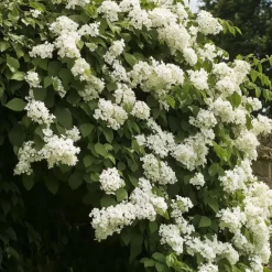 Plant in a Box Hortensia - Set van 3 - Hydrangea anomale petiolaris - Hoogte 25-40cm - ⌀9cm New